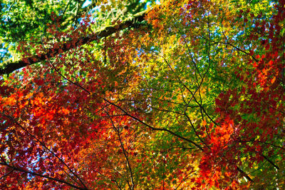 Low angle view of maple tree