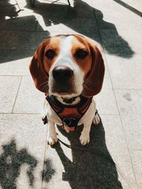 High angle portrait of dog on footpath