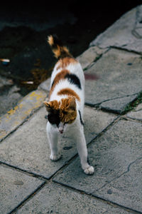 High angle view of cat on footpath by street