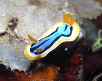 Close-up of fish swimming in sea