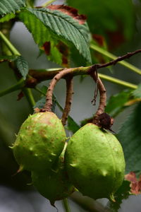 Close-up of fruit growing on tree