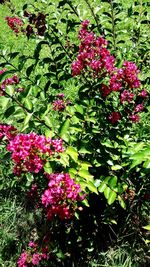 Close-up of pink flowers