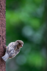 Close-up of bird perching on railing