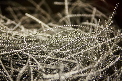 Close-up of spider web