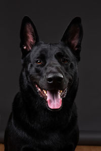 Close-up portrait of dog against black background