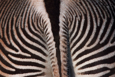 Full frame shot of zebra