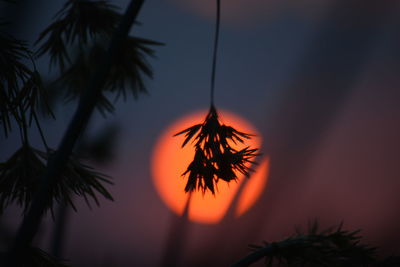 Close-up of silhouette palm tree against orange sky