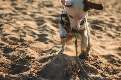 Dog running on sand