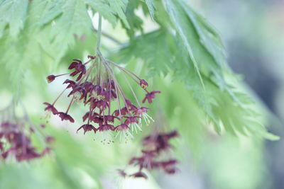 Close-up of fresh green leaves on plant