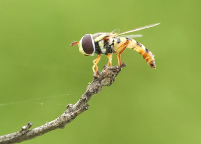 Close-up of insect perching on leaf