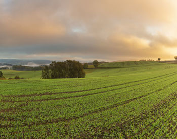 Scenic view of agricultural field against sky during sunset