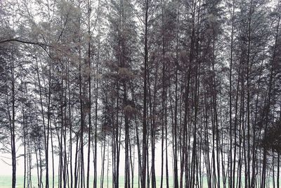 Low angle view of trees in forest