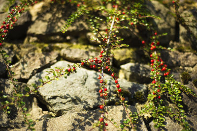 Branches with red berries on stone rocks, bearberry