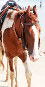 Close-up of a horse