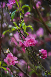 Close-up of pink flowering plant