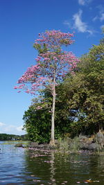 Pink flowering tree by lake against sky