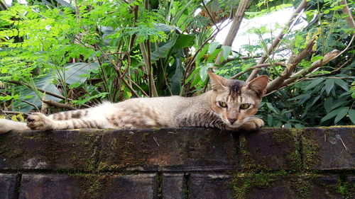 Portrait of cat lying by plants