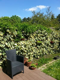Plants growing on a tree