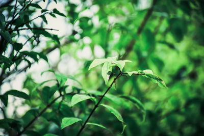 Close-up of plant