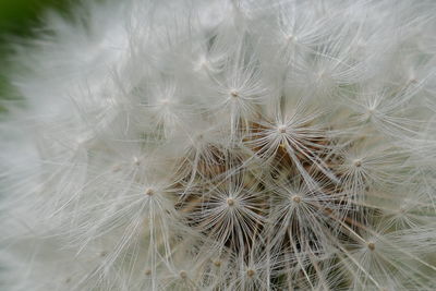 Close-up of dandelion on plant