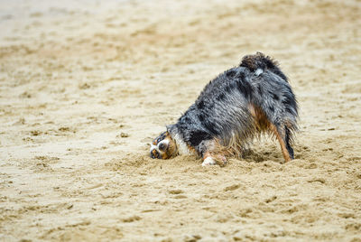Australian shepard  dog lying on sand