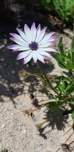 High angle view of fresh purple flower