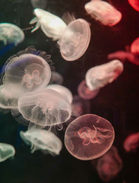 Jellyfish swimming in sea