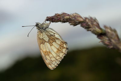 Close-up of butterfly on plant