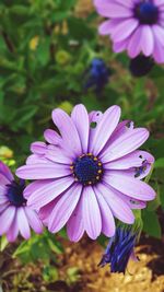 Close-up of purple flower