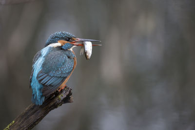 Close-up of bird perching on a branch