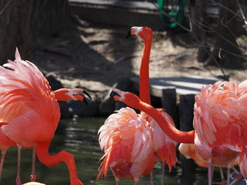 Orange flamingos in lake