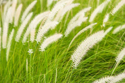 Close-up of fresh crop in field