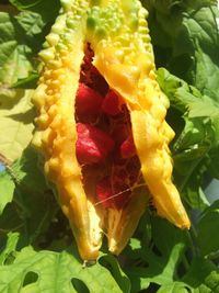 Close-up of yellow flowers