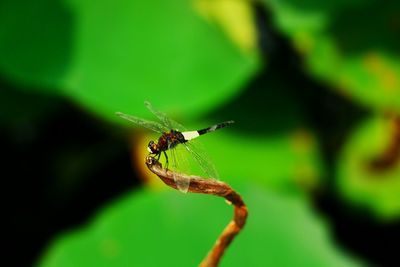 Close-up of insect on plant