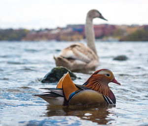 Duck swimming in lake