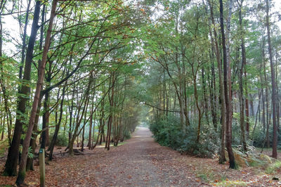 Walkway amidst trees in forest