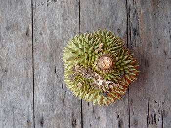 High angle view of cactus growing on wooden table