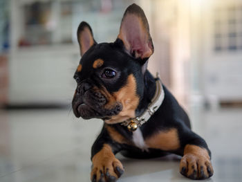 Close-up of a dog looking away