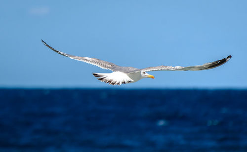 Close-up of seagull flying against clear blue sky