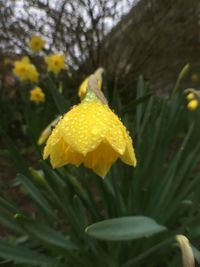 Close-up of yellow flower blooming outdoors