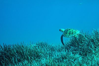 View of jellyfish swimming in sea