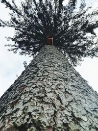 Low angle view of tree against sky