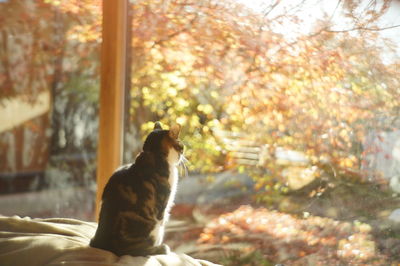 Cat sitting on a tree