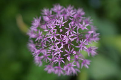 Close-up of purple flowers on plant