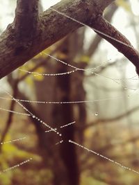 Close-up of spider web on water