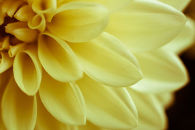 Close-up of yellow rose flower