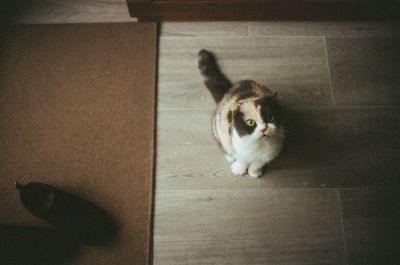 Close-up of cat
