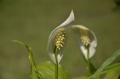 Close-up of white flowering plant