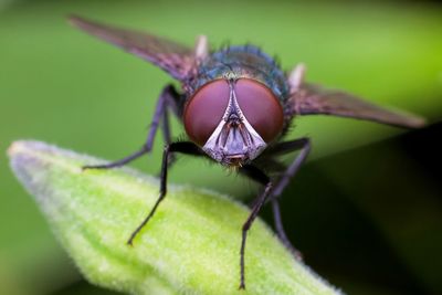 Close-up of insect on plant