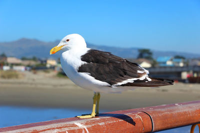 Close-up of seagull perching on a bird